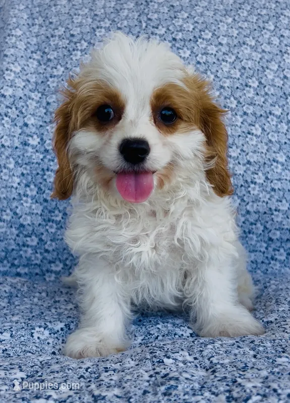 Henry  – Bichon Frise, Cavapoo puppy for sale in Elkton, KY