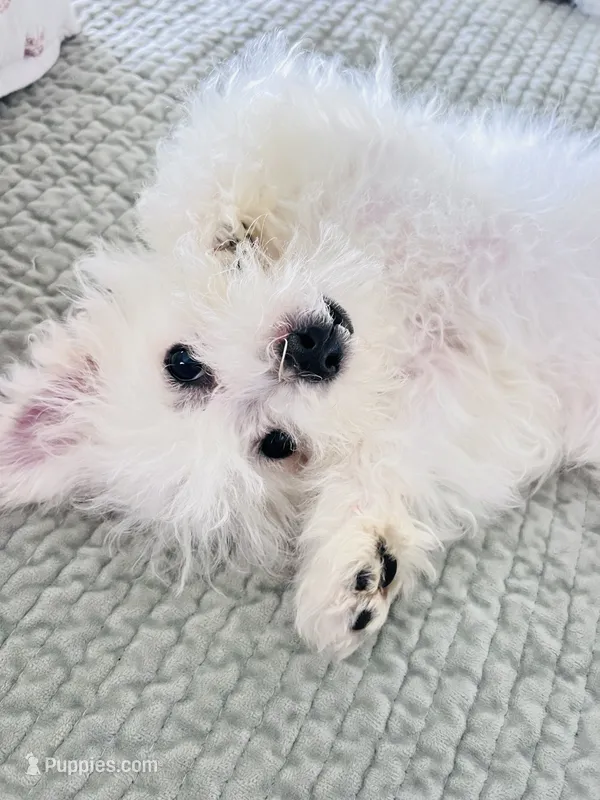 Ophelia  – Bichon Frise puppy for sale in Elkton, KY