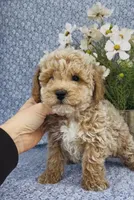 Aden , a male Bichpoo for sale in Elkton, KY – Photo 8 of 10