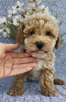 Aden , a male Bichpoo for sale in Elkton, KY – Photo 2 of 10
