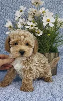 Aden , a male Bichpoo for sale in Elkton, KY – Photo 10 of 10