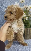 Aden , a male Bichpoo for sale in Elkton, KY – Photo 6 of 10