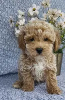 Aden , a male Bichpoo for sale in Elkton, KY – Photo 5 of 10