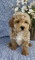 Aden , a male Bichpoo for sale in Elkton, KY – Photo 7 of 10