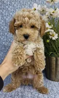 Aden , a male Bichpoo for sale in Elkton, KY – Photo 3 of 10