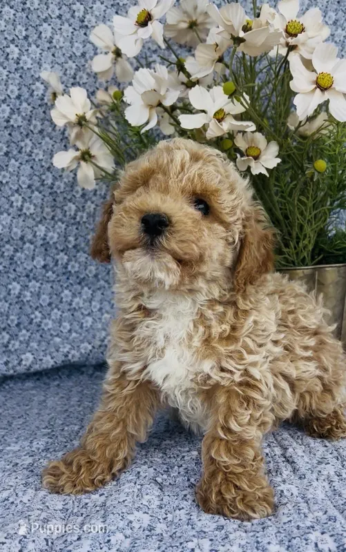 Aden  – Bichpoo puppy for sale in Elkton, KY