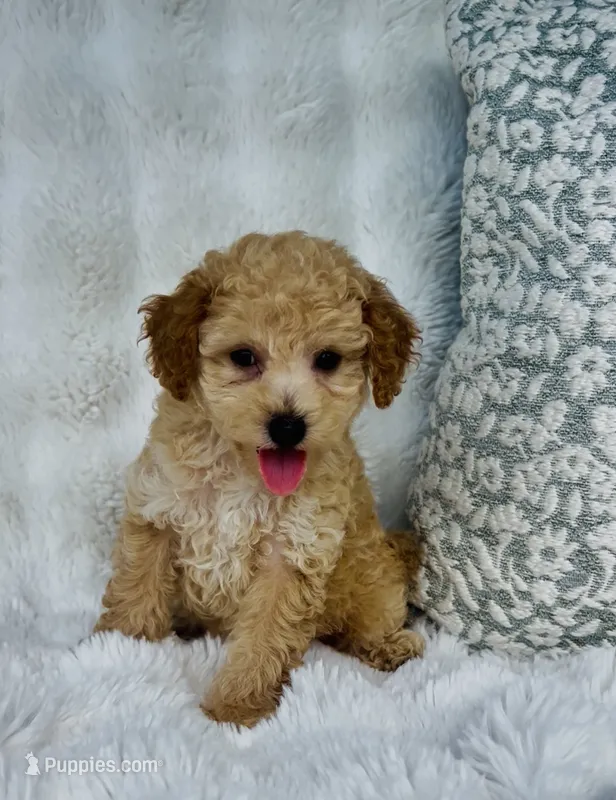 Wells  – Poodle - Miniature  puppy for sale in Elkton, KY