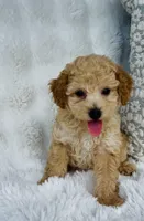Wells , a male Poodle - Miniature  for sale in Elkton, KY – 10 of 10