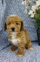London , a female Bichpoo for sale in Elkton, KY – Photo 8 of 10