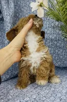 London , a female Bichpoo for sale in Elkton, KY – Photo 7 of 10