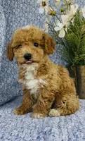 London , a female Bichpoo for sale in Elkton, KY – Photo 1 of 10