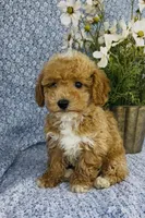 London , a female Bichpoo for sale in Elkton, KY – Photo 3 of 10