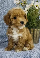 London , a female Bichpoo for sale in Elkton, KY – Photo 2 of 10
