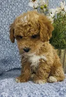 London , a female Bichpoo for sale in Elkton, KY – Photo 10 of 10
