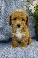London , a female Bichpoo for sale in Elkton, KY – Photo 6 of 10