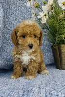 London , a female Bichpoo for sale in Elkton, KY – Photo 5 of 10