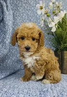 London , a female Bichpoo for sale in Elkton, KY – Photo 4 of 10