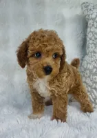 Bodie , a male Poodle - Miniature  for sale in Elkton, KY – 8 of 10