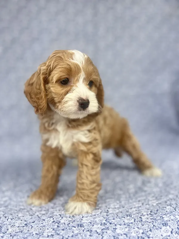 Lady  – Cockapoo puppy for sale in Elkton, KY