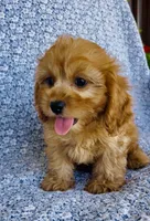 Rhett , a male Bichon Frise and Cavapoo for sale in Elkton, KY – 6 of 7