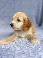 Flynn , a male Cockapoo for sale in Elkton, KY – 3 of 5