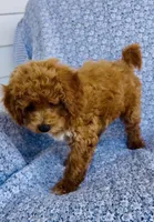Harper , a female Bichpoo for sale in Elkton, KY – 6 of 8