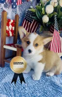 Buster, a male Pembroke Welsh Corgi for sale in Elkton, KY – 9 of 10