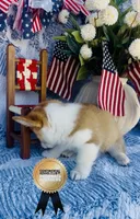 Buster, a male Pembroke Welsh Corgi for sale in Elkton, KY – 8 of 10