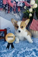 Buster, a male Pembroke Welsh Corgi for sale in Elkton, KY – 1 of 10