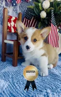 Buster, a male Pembroke Welsh Corgi for sale in Elkton, KY – 4 of 10