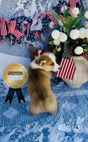 Buster, a male Pembroke Welsh Corgi for sale in Elkton, KY – 5 of 10