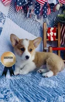 Buster, a male Pembroke Welsh Corgi for sale in Elkton, KY – 3 of 10