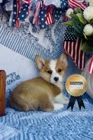 Buster, a male Pembroke Welsh Corgi for sale in Elkton, KY – 10 of 10