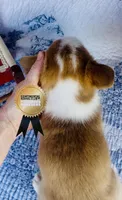 Buster, a male Pembroke Welsh Corgi for sale in Elkton, KY – 7 of 10