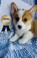 Buster, a male Pembroke Welsh Corgi for sale in Elkton, KY – 2 of 10