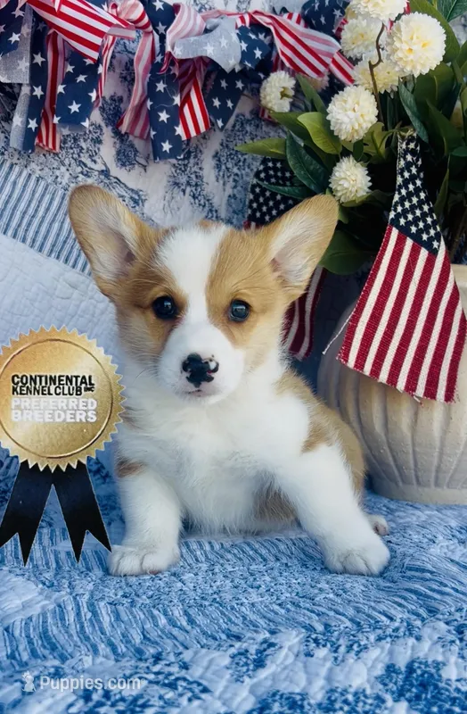 Buster – Pembroke Welsh Corgi puppy for sale in Elkton, KY