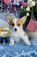 Buster, a male Pembroke Welsh Corgi for sale in Elkton, KY – 6 of 10