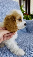 Katie , a female Bichon Frise and Cavapoo for sale in Elkton, KY – 4 of 8