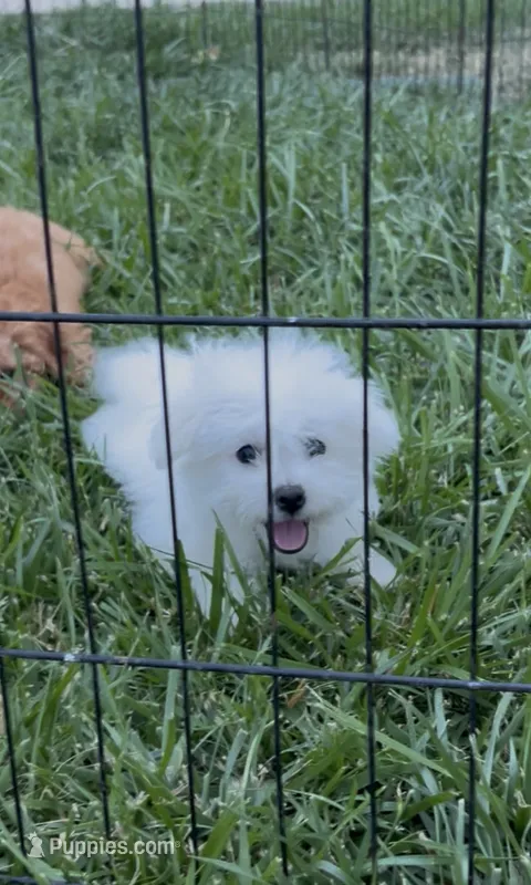 Ophelia  – Bichon Frise puppy for sale in Elkton, KY