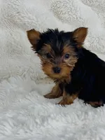 Chewy , a male Yorkshire Terrier for sale in Elkton, KY – Photo 2 of 9