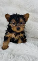 Chewy , a male Yorkshire Terrier for sale in Elkton, KY – Photo 3 of 9
