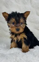 Chewy , a male Yorkshire Terrier for sale in Elkton, KY – Photo 4 of 9