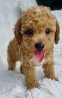 Bodie , a male Poodle - Miniature  for sale in Elkton, KY – 9 of 10