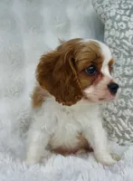 Charlie , a male Cavalier King Charles Spaniel for sale in Elkton, KY – 8 of 8
