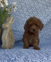 Simba , a male Poodle - Miniature  for sale in Elkton, KY – Photo 4 of 7