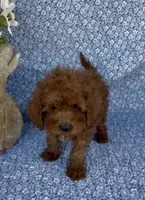Simba , a male Poodle - Miniature  for sale in Elkton, KY – Photo 6 of 7