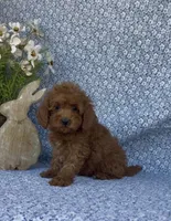 Simba , a male Poodle - Miniature  for sale in Elkton, KY – Photo 5 of 7
