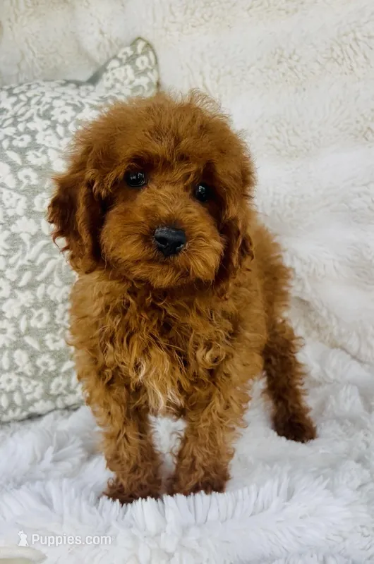 Simba  – Poodle - Miniature  puppy for sale in Elkton, KY