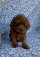 Simba , a male Poodle - Miniature  for sale in Elkton, KY – Photo 3 of 7