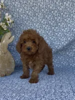 Simba , a male Poodle - Miniature  for sale in Elkton, KY – Photo 7 of 7